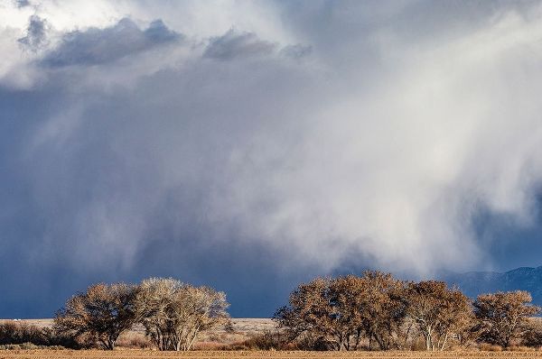 Winter storms in the Manzano mountains-New Mexico